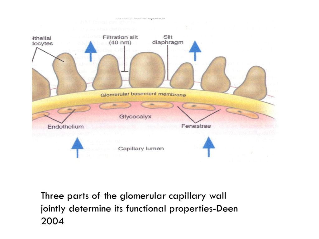 Cuál es el valor normal del filtrado glomerular